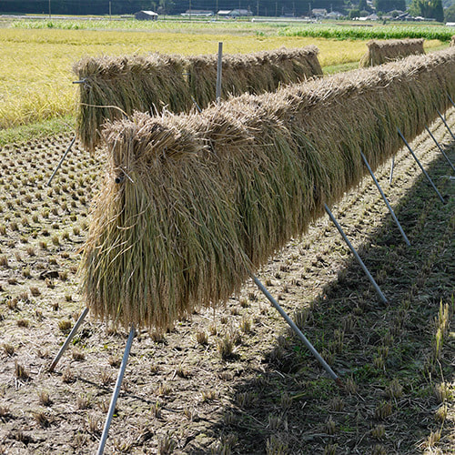 農業用資材稲の掛け干し1段掛け